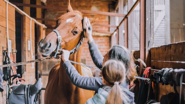 Image of a woman grooming a horse